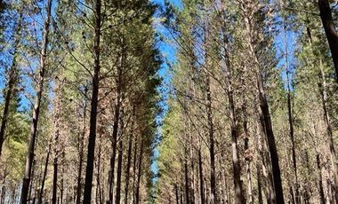 Agrícola en Venta en Ubicada al Sur Poniente de la ciudad de Los Angeles, a 5 km de Ruta 5 Sur.