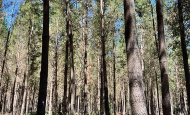 Agrícola en Venta en Ubicada al Sur Poniente de la ciudad de Los Angeles, a 5 km de Ruta 5 Sur.