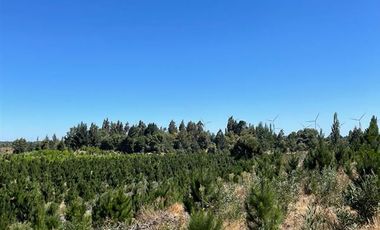 Agrícola en Venta en Ubicada al Sur Poniente de la ciudad de Los Angeles, a 5 km de Ruta 5 Sur.