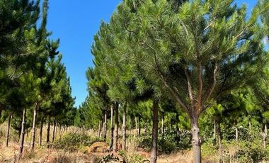 Agrícola en Venta en Ubicada al Sur Poniente de la ciudad de Los Angeles, a 5 km de Ruta 5 Sur.