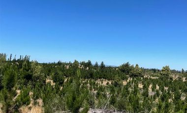 Agrícola en Venta en Ubicada al Sur Poniente de la ciudad de Los Angeles, a 5 km de Ruta 5 Sur.