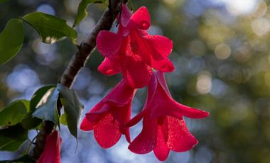 Parcela De 1ha Con 80m De Frente A Río Cayumapu, Valdivia