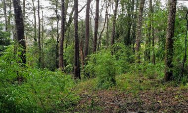 Parcela De 1ha Con 80m De Frente A Río Cayumapu, Valdivia