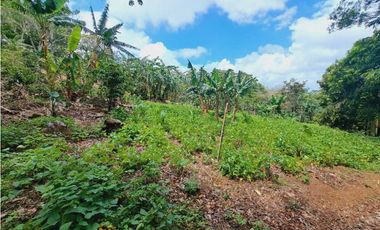 VENDO FINCA DE 2.5 HECTAREAS EN BOQUETE