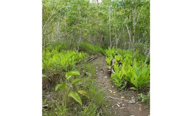 VENDO FINCA DE 1 HA. EN SAN RAMÓN - CHANCHAMAYO
