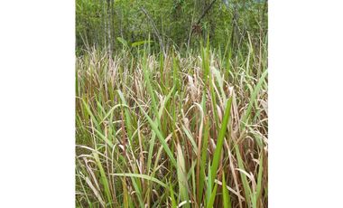 VENDO FINCA DE 1 HA. EN SAN RAMÓN - CHANCHAMAYO