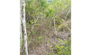 VENDO FINCA DE 1 HA. EN SAN RAMÓN - CHANCHAMAYO