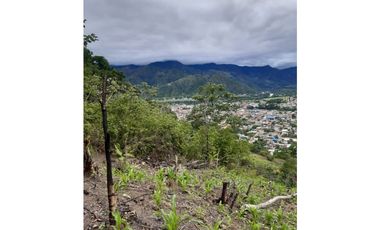 VENDO FINCA DE 1 HA. EN SAN RAMÓN - CHANCHAMAYO