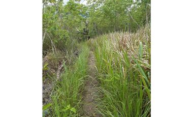 VENDO FINCA DE 1 HA. EN SAN RAMÓN - CHANCHAMAYO