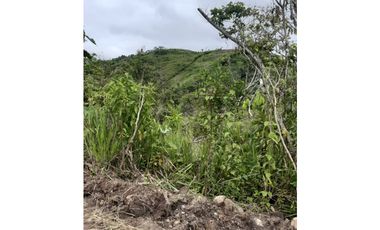VENDO FINCA DE 1 HA. EN SAN RAMÓN - CHANCHAMAYO