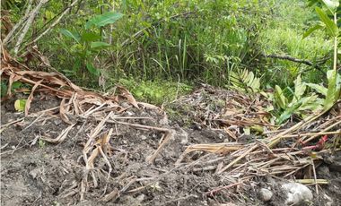 VENDO FINCA DE 1 HA. EN SAN RAMÓN - CHANCHAMAYO