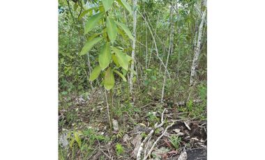 VENDO FINCA DE 1 HA. EN SAN RAMÓN - CHANCHAMAYO
