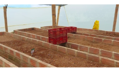 FINCA PRODUCTORA DE AGUACATE HASS- BELMIRA