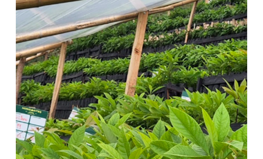 FINCA PRODUCTORA DE AGUACATE HASS- BELMIRA