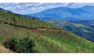 FINCA PRODUCTORA DE AGUACATE HASS- BELMIRA