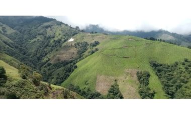 FINCA PRODUCTORA DE AGUACATE HASS- BELMIRA