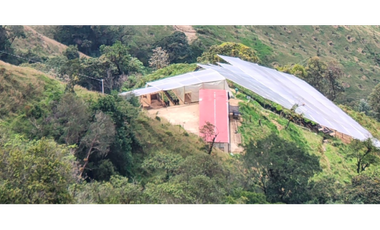 FINCA PRODUCTORA DE AGUACATE HASS- BELMIRA