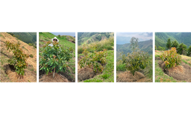 FINCA PRODUCTORA DE AGUACATE HASS- BELMIRA