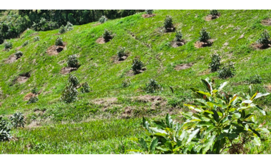 FINCA PRODUCTORA DE AGUACATE HASS- BELMIRA