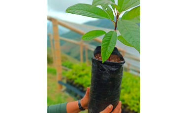 FINCA PRODUCTORA DE AGUACATE HASS- BELMIRA