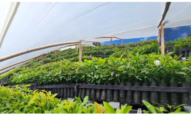 FINCA PRODUCTORA DE AGUACATE HASS- BELMIRA
