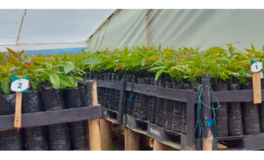 FINCA PRODUCTORA DE AGUACATE HASS- BELMIRA