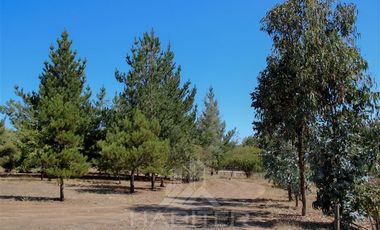 Agrícola en Venta en Pange Alto