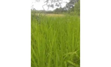 VENDO FINCA DE 3 HECTAREAS EN SANTO TOMAS