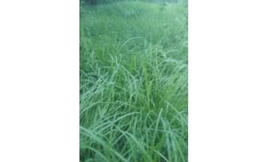 VENDO FINCA DE 3 HECTAREAS EN SANTO TOMAS