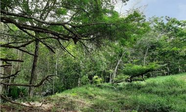 FINCA EN PENONOME CHIGUIRI ABAJO 5.1 HECTREAS