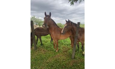 Proyecto Campestre -Lotes de Terreno