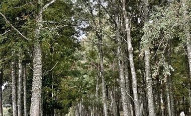Sitio en Venta en Los Muermos
