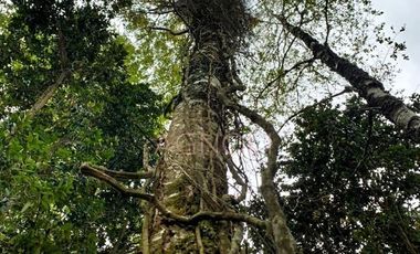 Sitio en Venta en Los Muermos