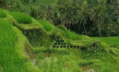 Tanah 1.5 Hektar View Sawah Di Penebel