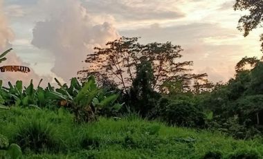 Tanah 1.5 Hektar View Sawah Di Penebel