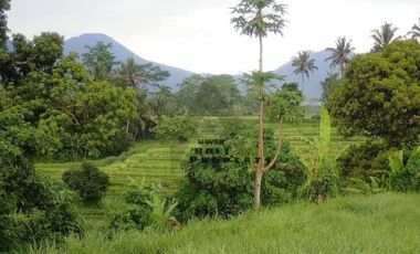 Tanah 1.5 Hektar View Sawah Di Penebel