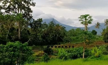 Tanah 1.5 Hektar View Sawah Di Penebel