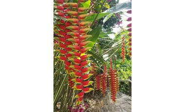 VENTA FINCA EN COPACABANA