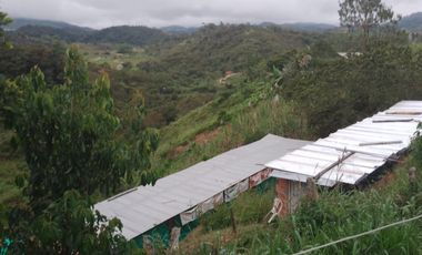 finca en venta en san roque. Cod V509434