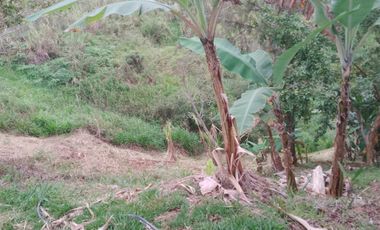 finca en venta en san roque. Cod V509434