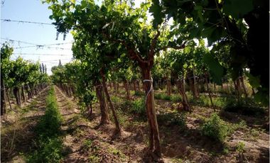 ¡OPORTUNIDAD ÚNICA! VENTA FINCA 5 HAS PHILLIPS, JUNN