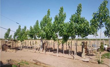 ¡OPORTUNIDAD ÚNICA! VENTA FINCA 5 HAS PHILLIPS, JUNN