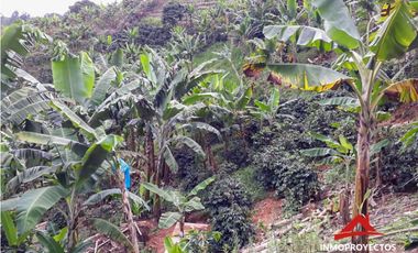 Finca cafetera a 10 min de Balboa, Risaralda