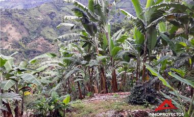 Finca cafetera a 10 min de Balboa, Risaralda