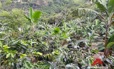 Finca cafetera a 10 min de Balboa, Risaralda