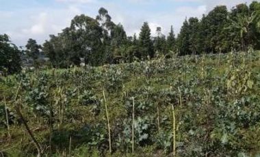 Tanah Kebun View Cantik Siap Pakai Jayagiri Lembang Bandung Barat