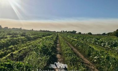 Sitio en Venta en por ruta CH Talca - San Clemente , entrar por camino antes del reten el Sauce y seguir 3 Kilómetros al sur