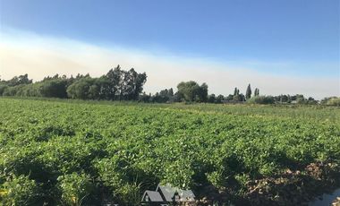 Sitio en Venta en por ruta CH Talca - San Clemente , entrar por camino antes del reten el Sauce y seguir 3 Kilómetros al sur