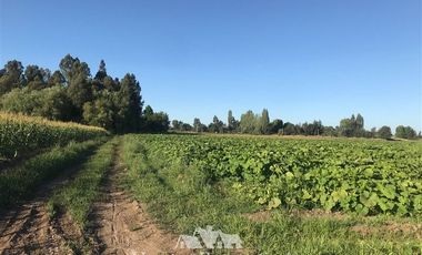 Sitio en Venta en por ruta CH Talca - San Clemente , entrar por camino antes del reten el Sauce y seguir 3 Kilómetros al sur