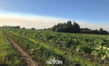 Sitio en Venta en por ruta CH Talca - San Clemente , entrar por camino antes del reten el Sauce y seguir 3 Kilómetros al sur